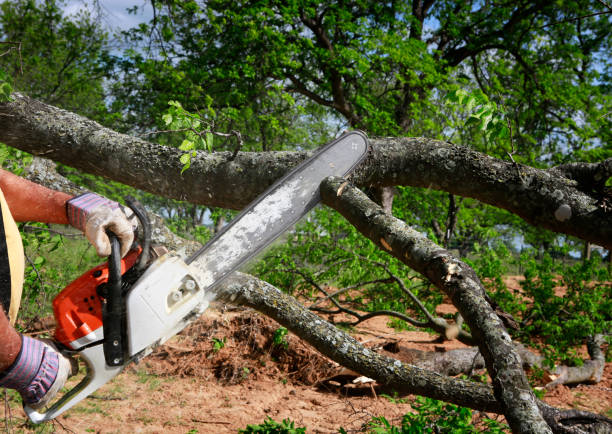 Large Tree Removal in Coleman, MI